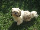 Shih-tzu mužjak provjeren star 2 godine...