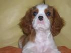 CAVALIER KING CHARLES SPANIEL-JOŠ SAMO 1 MUŽJAK