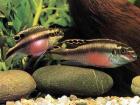 Prodajem Pelvicachromis pulcher - kribenzis