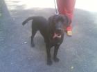 Cooper, crni labrador traži topli dom