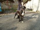 Doggy, miran, staložen i dobar pas traži svoju obitelj
