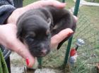 Tonka, mala vesela pesica i njene bebe  traže svoju obitelj