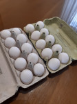 Domaća jaja kokoši Leghorn