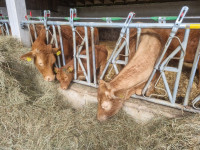 Limousin krava sa teletom
