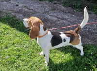 Bigl/Beagle FCI mužjak traži curu za parenje, beagle štenci