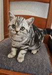 Britanski kratkodlaki silver tabby mačići - uzgajivačnica Tame Beauty