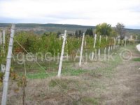 Imotski - uređeni vinograd 5000 m2 - povoljno