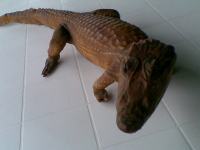 preparirani krokodil aligator preparirani 105 cm