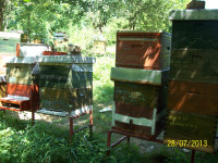 Pčele na LR okvirima sa ili bez košnica
