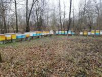 Paketni rojevi - LR košnice sa pčelama - Pcele na LR okvirima