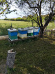 prodaja kosnica i pčelinjih zajednica LR