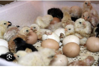 Valjenje pilića, inkuboranje jaja
