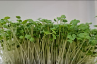 Microgreens eko mikrozelenje brokula, BIO brokula