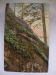 Vegetationsbilder a.d.Sach.Swaiz No.880. postcard - Dopisnica putovala