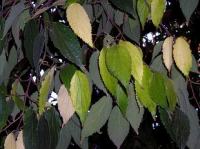 KOPRIVIĆ, Celtis australis, lijepo listopadno stablo, sadnica