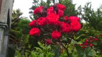 Ruža penjačica