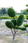 Taxus baccata TOPIARY 150-200 cm