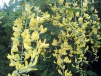 Zlatna kiša -  Laburnum anagyroides - sadnice