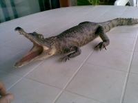preparirani krokodil aligator 80cm odličan !!!