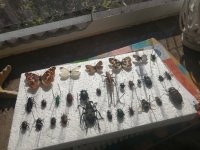 Insektarij Kukci stetnici preparirani  Entomološka zbirka, leptiri