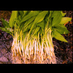 Medvjeđeg luka / Allium Ursinum / Srijemuš - Sadnice