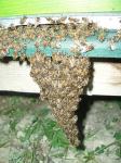 Pčele u LR košnicama i rojeve pčela!!!!!!!!!