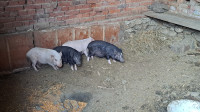 100€ Vijetnamske svinje  4komada 100€