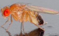Drosophila melanogaster- vinske musice