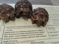 Kopnene kornjače-Testudo hermanni