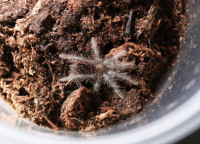 Phormictopus auratus tarantula