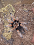 tarantula (Brachypelma boehmei)