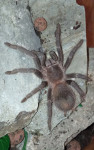 tarantula - Lasiodora parahybana