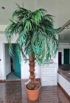 Umjetna palma 250cm