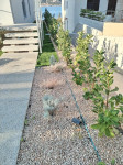 ZELENE OGRADE vrt ,okućnica ,uređenje,ograda zelena ograda