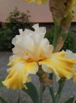 Perunike - Iris - Joviality