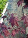 Japanski javor crveni.,Acer palmatum atropurpureum