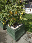 Stablo limuna - 9 godina staro, uključena drvena posuda