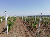 Redni stup za vinograd - Φ 80/2500 - kapa + 3 obujmice
