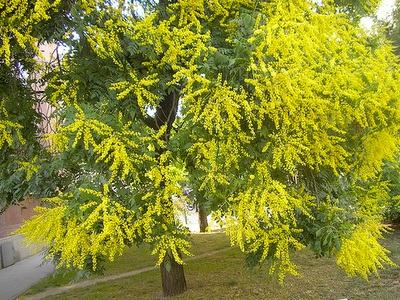 Koelreuteria paniculata 20 sjemenki  ***MEDONOSNO***