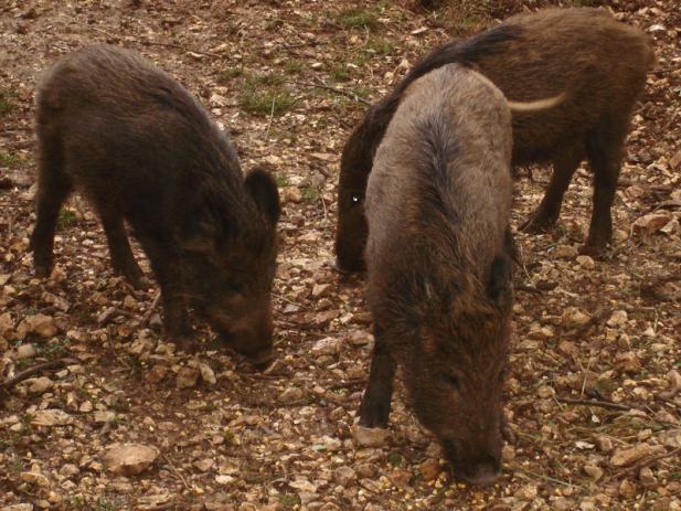 plavi oglasnik domace zivotinje i divljac