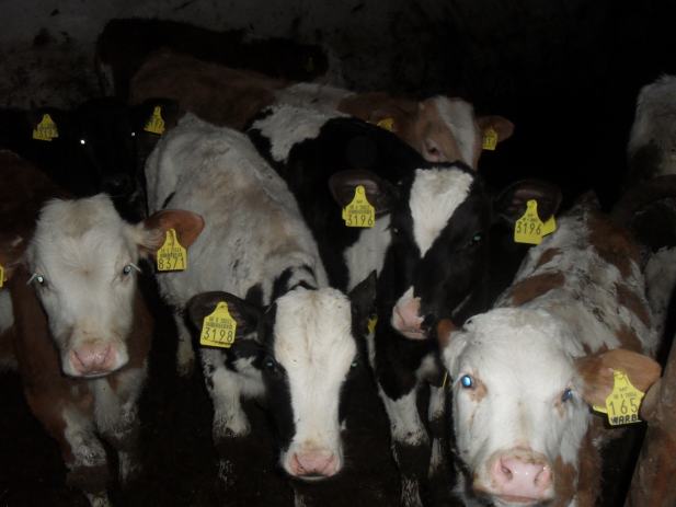 Plavi oglasnik domaće životinje telad plavi oglasnik domaće životinje telad