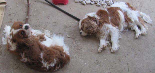 Oglas dame traze decke oglas dame traze decke