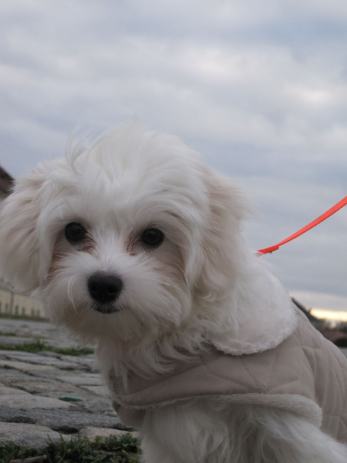 ena trai mukarca osijek