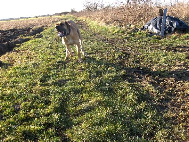 cura trazi curu oglasi