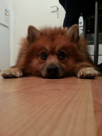 Decko trazi decka pula decko trazi decka pula