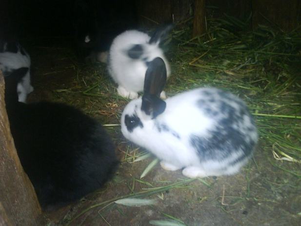 osobni kontakti njuskalo