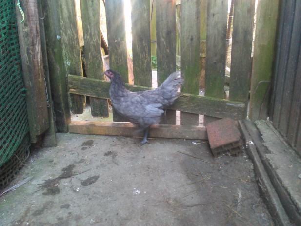 Plavi oglasnik domaće životinje perad plavi oglasnik domaće životinje perad