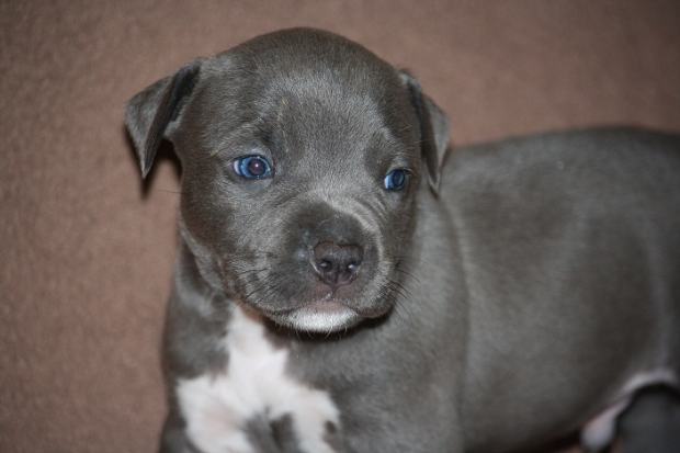 Plavi oglasnik osobni kontakt plavi oglasnik osobni kontakt