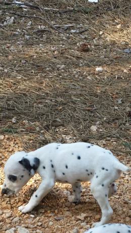 Dalmatinski oglasnik dalmatinski oglasnik