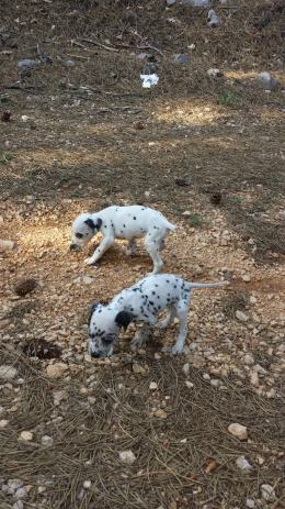 Dalmatinski oglasnik dalmatinski oglasnik